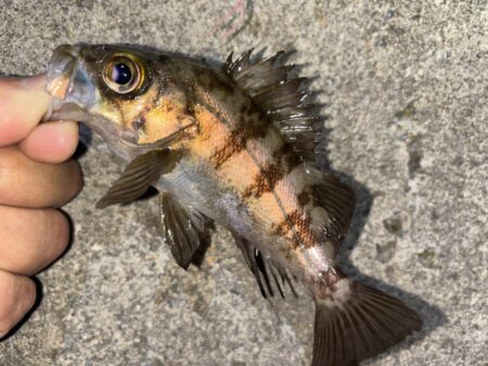 メバル13 ガシラ⑧