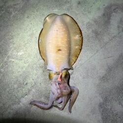 ナイトエギング