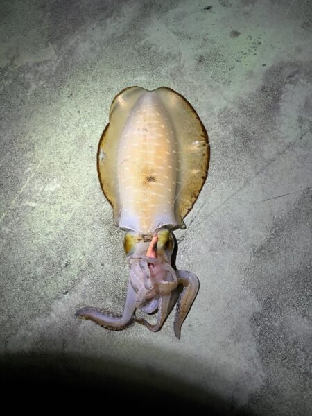 ナイトエギング