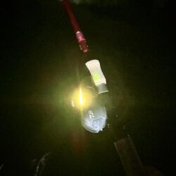 夜のナマズ釣り
