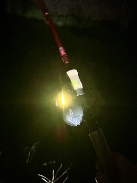 夜のナマズ釣り