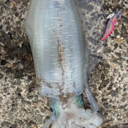 エギング。短時間で釣果良好