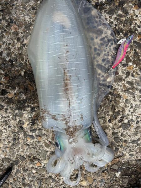 エギング。短時間で釣果良好