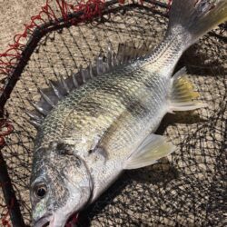 ヘチって来ました