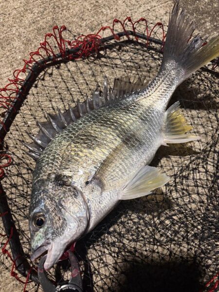 ヘチって来ました