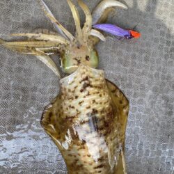 再びティップラン