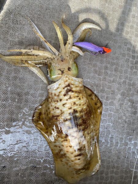 再びティップラン