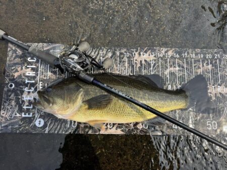 BOFU55のフリーリグがアツい！