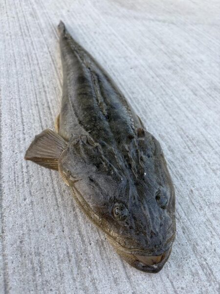 ビギナーズラック