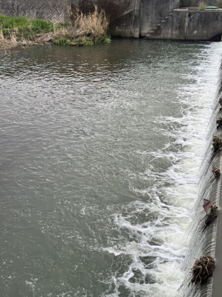 仕事帰りのナマズ釣り