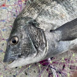 乗っ込みマダイ