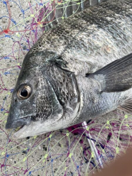 乗っ込みマダイ