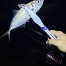 ようやくアジ見つかった