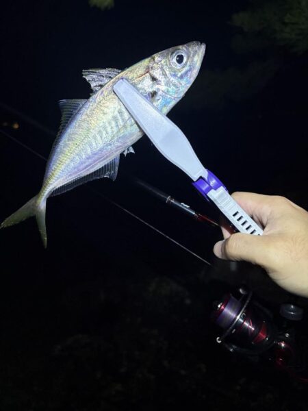 ようやくアジ見つかった