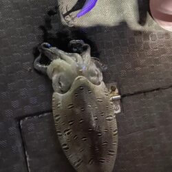 ティップラン連続釣行