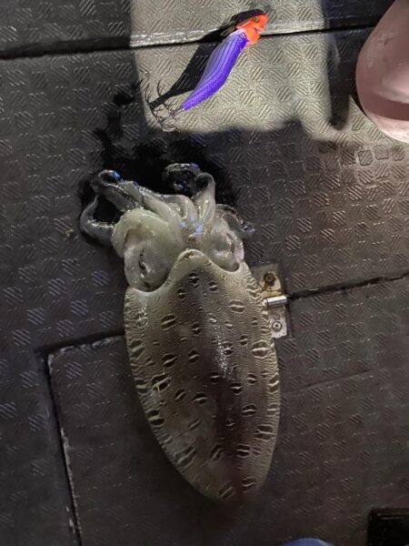 ティップラン連続釣行