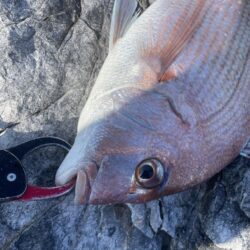 乗っ込みマダイ