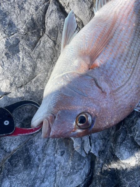 乗っ込みマダイ