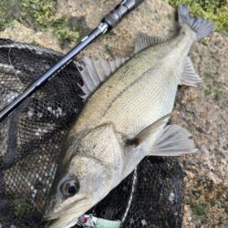 シーバスシーバスチヌトキドキボラ