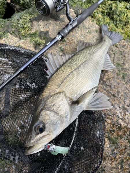 シーバスシーバスチヌトキドキボラ