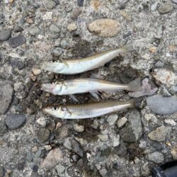 ちょい投げキス