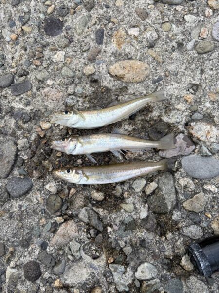 ちょい投げキス