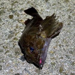 激渋のメバリング｜粘りに粘ってプラッキングでメバルゲット！