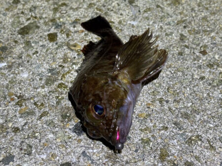 激渋のメバリング｜粘りに粘ってプラッキングでメバルゲット！