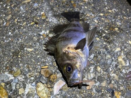 二見メバリング｜夕マヅメはライズで高活性！