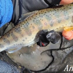 引原川本流、開幕。