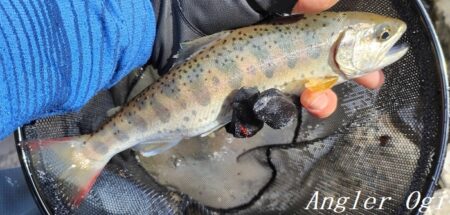 引原川本流、開幕。