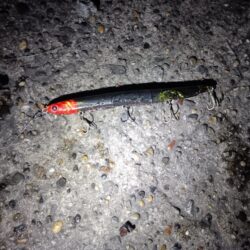 シーバス43cmを2匹