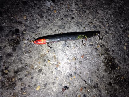 シーバス43cmを2匹