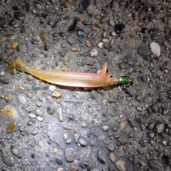 シーバス42cmと45cm