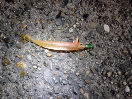 シーバス42cmと45cm