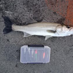 シーバス2匹（42cmと45cm）