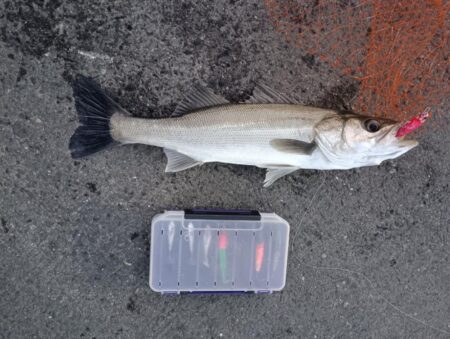 シーバス2匹（42cmと45cm）