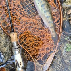 久しぶりの渓流へ