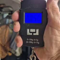 久しぶりのヤマメ