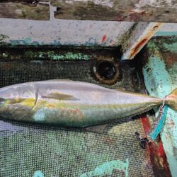 淡路島西側ジギング