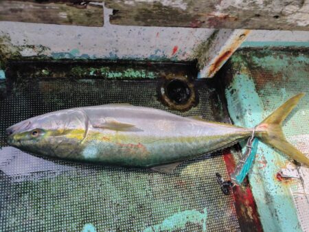 淡路島西側ジギング