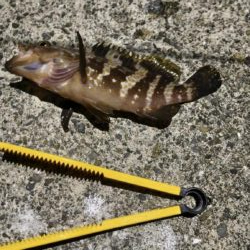 新釣法を極めん！