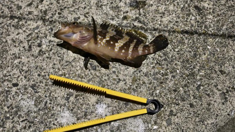 新釣法を極めん！