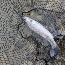 エリアトラウト