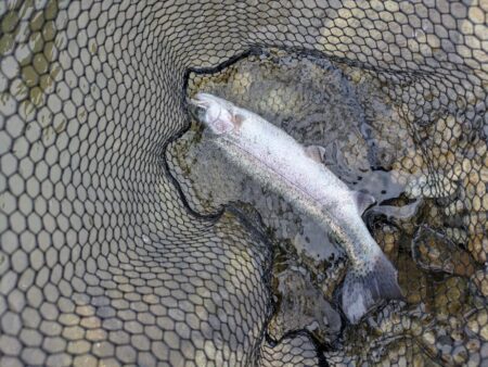 エリアトラウト