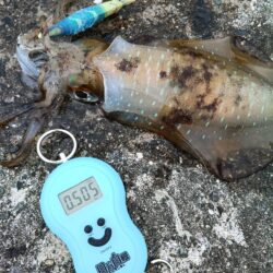 ボチボチ春イカシーズンかな