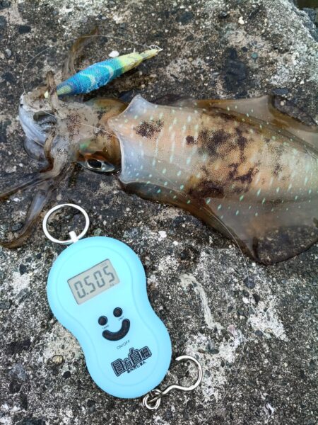 ボチボチ春イカシーズンかな