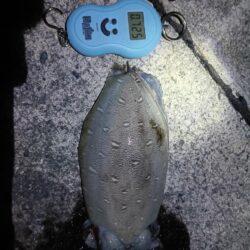 コウイカだった…