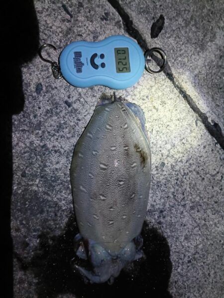 コウイカだった…