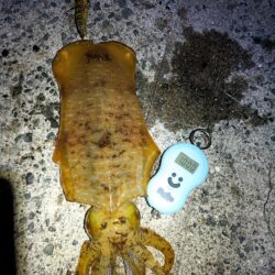 ギリギリキロアップ